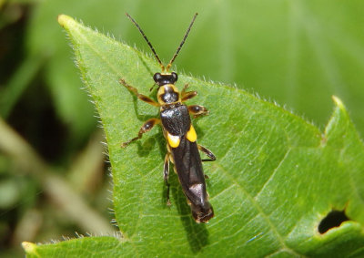 Trypherus frisoni; Soldier Beetle species
