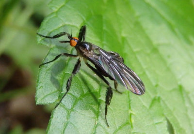 Rhamphomyia longicauda; Long-tailed Dance Fly