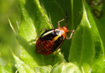 Poecilocapsus lineatus; Four-lined Plant Bug nymph