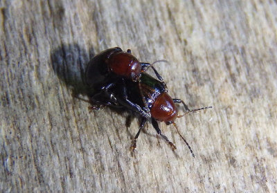 Paria Leaf Beetle species