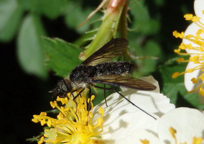 Chrysopilus velutinus; Snipe Fly species