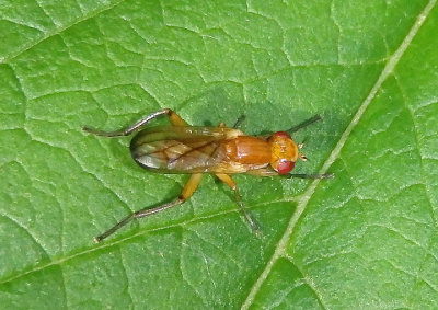 Tetanocera Marsh Fly species
