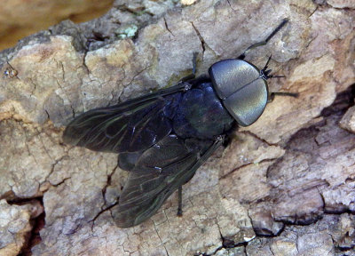 Tabanus atratus; Black Horse Fly; male