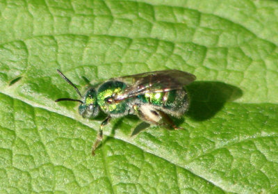 Agapostemon texanus; Metallic Green Bee species; female