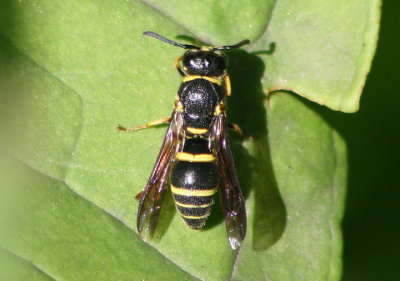 Euodynerus foraminatus; Mason Wasp species; female