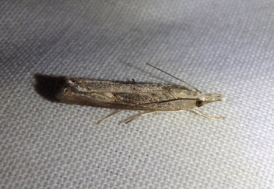 5451 - Parapediasia teterrella; Bluegrass Webworm Moth