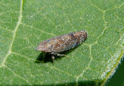 Scaphytopius Leafhopper species
