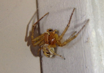 Xysticus Ground Crab Spider species; male