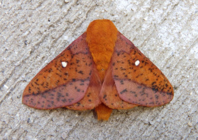 7716 - Anisota stigma; Spiny Oakworm Moth