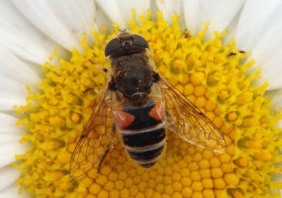 Eristalis arbustorum; Syrphid Fly species; female