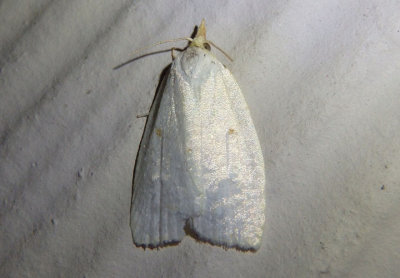 3725 - Cenopis pettitana; Maple-Basswood Leafroller