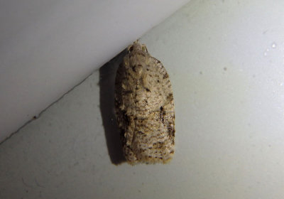 3540 - Acleris placidana; Black-headed Birch Leaffolder Moth
