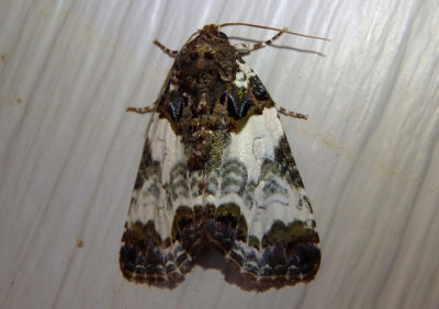 9062 - Cerma cerintha; Tufted Bird Dropping Moth