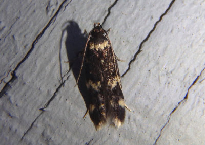 1134 - Oegoconia quadripuncta; Four-spotted Yellowneck
