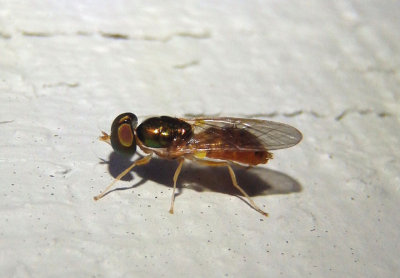 Cephalochrysa Syrphid Fly species