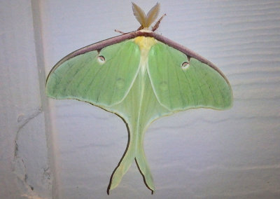 7758 - Actias Luna; Luna Moth