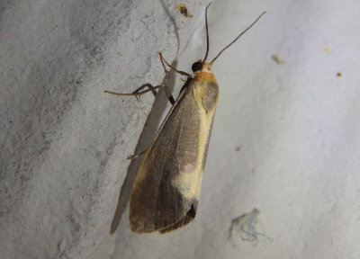 8067 - Cisthene plumbea; Lead-colored Lichen Moth