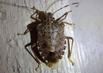 Halyomorpha halys; Brown Marmorated Stink Bug