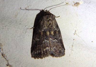 9035 - Hyperstrotia nana; White-lined Graylet Moth