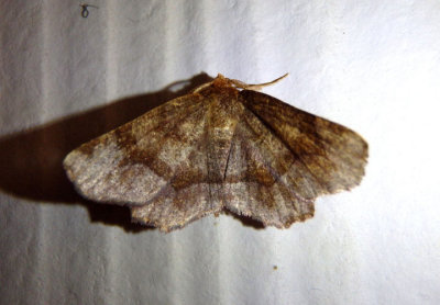 6821-6833 - Metarranthis Geometrid Moth species
