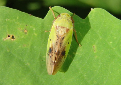 Ponana pectoralis; Leafhopper species