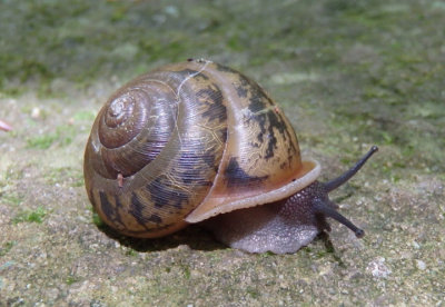 Mesodon normalis; Terrestrial Snail species