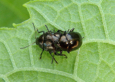 Brachypnoea Leaf Beetle species