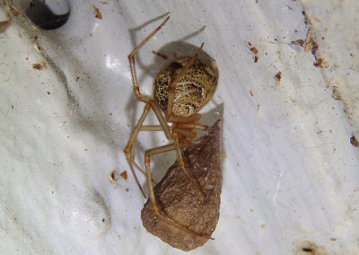 Parasteatoda tepidariorum; Common House Spider