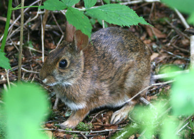 New England Cottontail