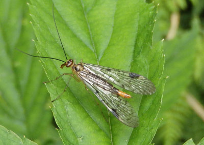 Panorpa acuta; Scorpionfly species; female
