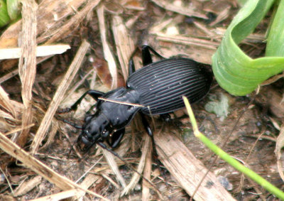 Pterostichus lachrymosus; Woodland Ground Beetle species