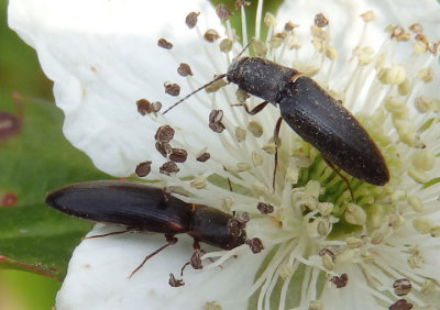 Dalopius Click Beetle species