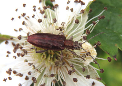 Donaciomima Aquatic Leaf Beetle species