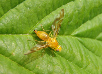 Strauzia Fruit Fly species; female