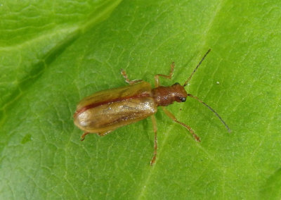 Syneta ferruginea; Rusty Leaf Beetle