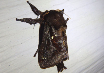 4700 - Acharia stimulea; Saddleback Caterpillar Moth