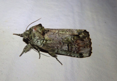 8007 - Schizura unicornis; Unicorn Caterpillar Moth