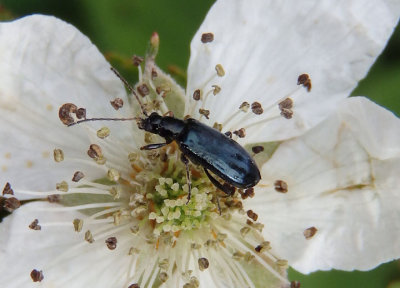 Scelolyperus Leaf Beetle species