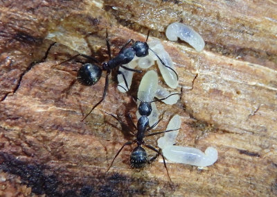 Camponotus pennsylvanicus; Eastern Black Carpenter Ants