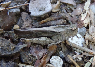 Chortophaga viridifasciata viridifasciata; Northern Green-striped Grasshopper; female