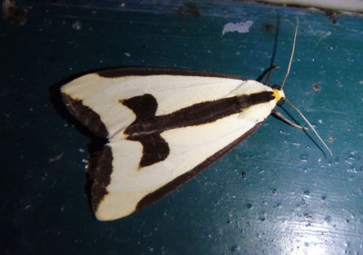 8107 - Haploa clymene; Clymene Moth