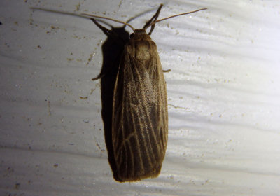 8046 - Crambidia uniformis; Lichen Moth species