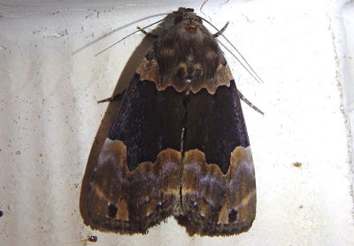 8554.5 - Dinumma deponens; Noctuid Moth species; exotic