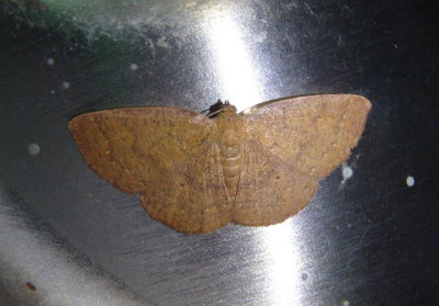 6711 - Ilecta intractata; Black-dotted Ruddy Moth