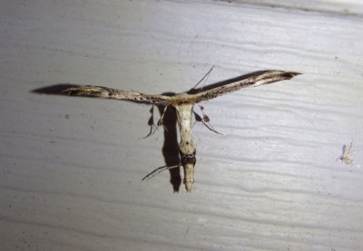 6168 - Oidaematophorus eupatorii; Eupatorium Plume Moth