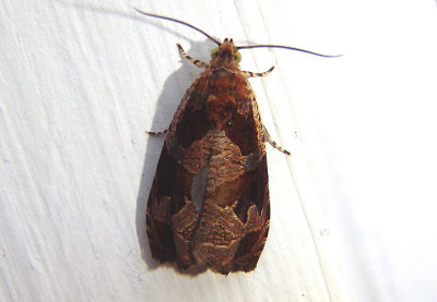 2784 - Olethreutes footiana; Tortricid Moth species