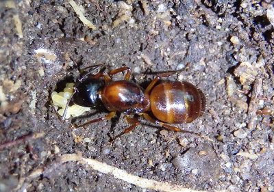 Camponotus americanus; Carpenter Ant species; foundress queen