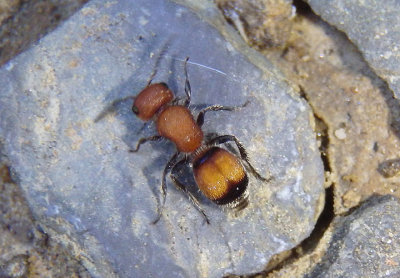 Pseudomethoca simillima; Velvet Ant species; female