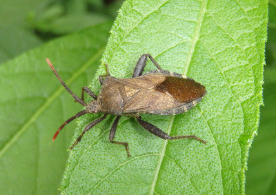 Piezogaster calcarator; Leaf-footed Bug species
