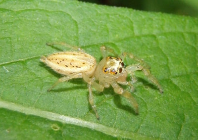 Colonus Jumping Spider species; female